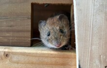 Hlodavců na Jesenicku ubývá. Při průzkumu chytli jen jednu myšici