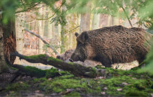 Pozor na vepřové i maso z divočáka. Africký mor prasat mohou převážet turisté