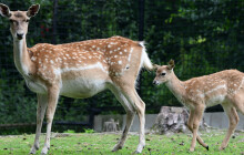 Posledních 700 jedinců. V&nbsp;Zoo Olomouc se narodili vzácní daňci mezopotámští