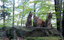 Sbírka na ochranu velkých šelem. Hnutí DUHA vybralo sto tisíc korun
