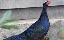 Vzácného bažanta si už prohlédnou. První odchované mládě je v Zoo Olomouc