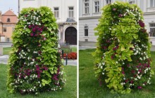 Prostějov je město pyramid. Květinové pyramidy zdobí centrum města