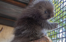 Urzonům se v Olomouci daří. Za 15 let chovu už zoo přivítala 24 mláďat