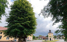 Bousínská lípa je ve finále. Daří se jí mezi dalšími stromy roku