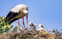Všechna ptáčata na zemi nepotřebují zachránit! Na záchranné stanice je dobré zavolat