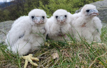 Hej, sokoli! Letos vyvedli jeseničtí sokoli 32 mláďat