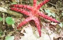 Houby v Litovelském Pomoraví jsou i z Austrálie a Severní Ameriky. Které to jsou?