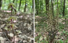 Unikátní orchideje rostou v Litovelském Pomoraví. Najdeme je v lesích