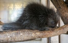 V olomoucké zoo se narodilo mládě urzona, chov těchto hlodavců je náročný