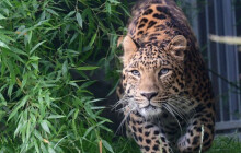 Hostina pro levharty. Dostali kozu