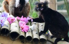 Květ ibišku lemurům v Zoo Olomouc chutná. Podívejte se