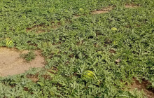 Ve Vojnicích dozrál čas na samosběr melounů. Majitelé jsou připraveni