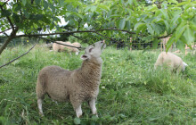 Ovce z Topolan pomáhají technickým službám. Místo sekaček