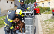 Labrador uvíznul na římse. Zachraňovali jej hasiči