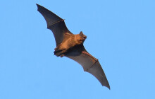 Viděli jste netopýry? Můžete je počítat