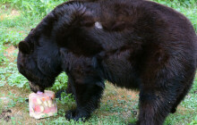 Medvědi dostali ledový kopačák. Ovoce si museli vydobýt