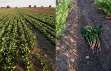 Samosběr pokračuje. Na řadě je cibule a rajčata