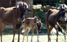 Olomoucká zoo se rozšířila. Stádo vzácných pakoňů doplnila novorozená samička