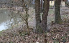 Bobři se střílet nebudou. Přerov vzdal odlov bobrů na Svrčově