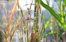Olomoučtí vědci objevili u rostliny čirok pyl s unikátními vlastnostmi