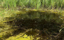 Žluté květy v Litovelském Pomoraví. Česká masožravka pokryla hladiny tůní
