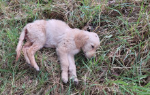 Štěňata z hnojiště uhynula. Případem se zabývá kriminálka