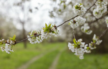 Třešňový sad ve Šternberku znovu ožívá. V pátek proběhne unikátní vernisáž a koncert