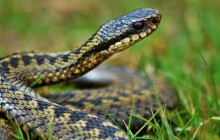 Na chlapce zaútočila zmije. Letěl pro něj vrtulník