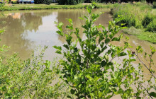 Odbahnění Mlýnského náhonu bude mít dvě etapy. První začne už příští týden