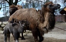 Odešla velbloudice Eliška. V zoo na Kopečku žila 28 let
