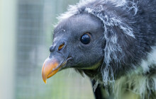 Krmili ji s maňáskem, teď samička kondora odjela