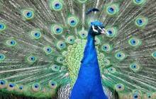 Páva výtržníka se olomouckým strážníkům zadržet nepodařilo