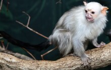 Samička má u sebe nového samce. Dorazil z Jihlavy