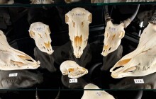 Olomoucká zoo rozšiřuje svoje sbírky. V pavilonu šelem je 117 lebek zvířat