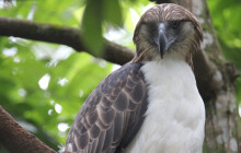 Populaci orlů opičích může zachránit zmrazení spermatu. V přírodě žijí poslední stovky orlů