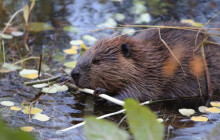 Nová hráz na Nemilance? Mají ji na svědomí bobři