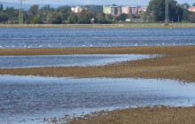 Tisíce vodních ptáků přilákala zaplavená pole. Ornitologové zaznamenali i ptačí rarity