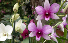 SOUTĚŽ: Opičí a diamatové orchideje, nebo vanilka. Vyhrajte lístky na Klenoty pralesa