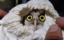 Odchytili dva sýce. Kroužkování pomáhá při studiu migrace ptáků