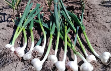 Záplavy způsobily zemědělcům škody za 100 milionů