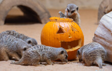 Vydlabané dýně si užila také zvířata. Pochutnali si medvědi, surikaty i papoušci
