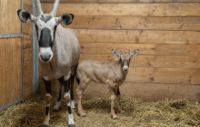 Oryxové odcestovali na Filipíny. Dostali i svačinu