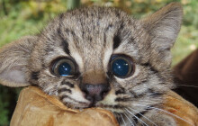 Kotě kočky slaništní obohatilo olomouckou zoo o nový přírůstek