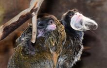 Mláďatům roste knír už od mala. Na Svatém Kopečku se narodili tamaríni