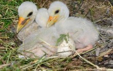 FOTO: V olomoucké zoo se narodila trojčata vzácného čápa černého