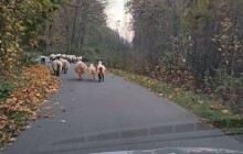 Stádo na výletě a krabice s koťaty. Olomoučtí strážníci měli plné ruce práce