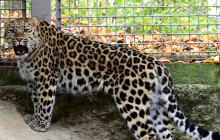 V Zoo Olomouc mají nového levharta. Přicestoval až z Kanady