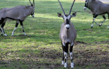 Ve výběhu nahradí oryxe zebry