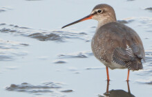 Racek tříprstý i vodouš tmavý. Na Hradeckém rybníku počítali ptačí rarity