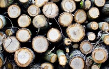 Těžba v Neředínském lesíku. Lesníci odstraňují nebezpečné stromy